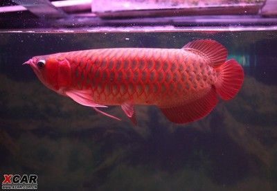 紅龍魚喂什么長3鰭（紅龍魚怎么養）