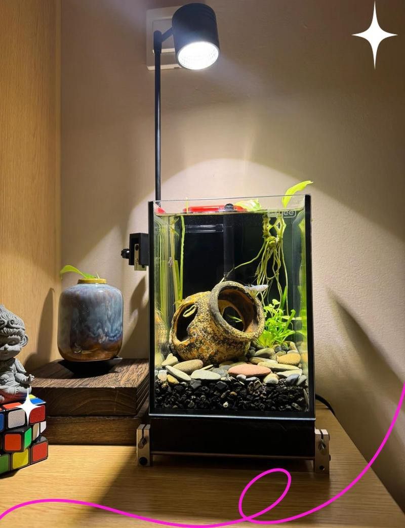 白底黑背景需要多大的魚缸？