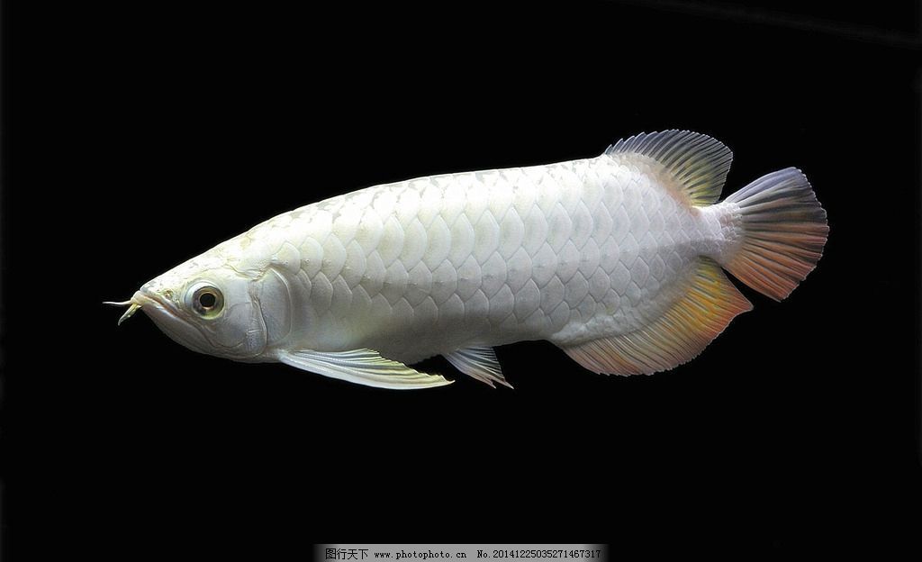 白色的金龍魚叫什么名字（白色的金龍魚具體叫什么名字？）