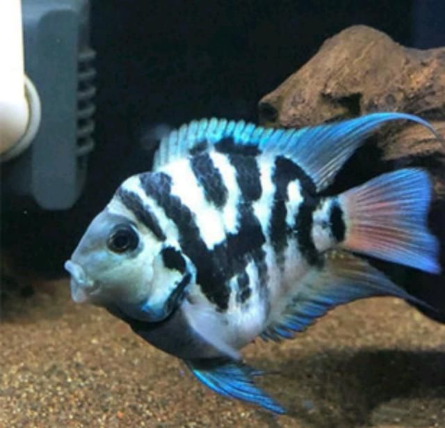 白底魚缸適合養什么龍魚好看：白底魚缸適合養什么龍魚