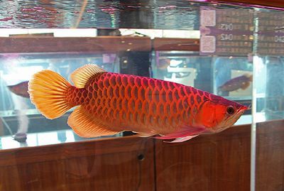 龍魚是什么樣子：關于龍魚的一些詳細信息