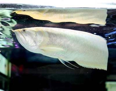 銀龍魚公母圖片對比（如何區分銀龍魚公母）