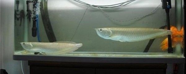 銀龍魚公母圖片對比（如何區分銀龍魚公母）