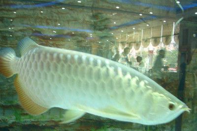 銀龍魚公母圖片對比（如何區分銀龍魚公母）
