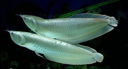 銀龍魚公母圖片對比（如何區分銀龍魚公母）