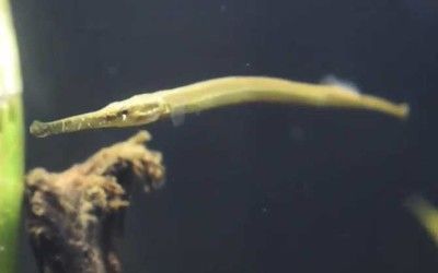 觀賞海龍魚（海龍魚是一種極具觀賞價值的熱帶水族魚）