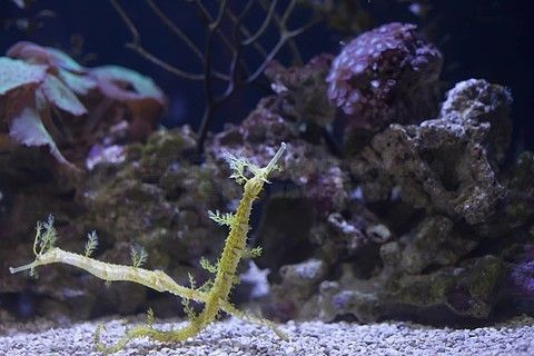 觀賞海龍魚（海龍魚是一種極具觀賞價值的熱帶水族魚）