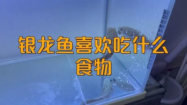 銀龍魚吃什么肉