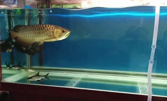 龍魚喂鯉魚肉塊好嗎圖片：如何給龍魚消毒殺菌