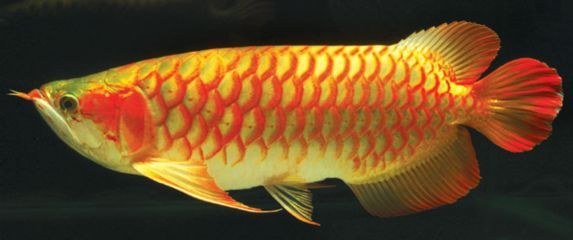 龍魚偶爾側游（龍魚偶爾側游可能由多種原因引起）