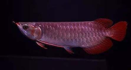 龍魚偶爾側游（龍魚偶爾側游可能由多種原因引起）