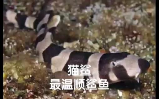 貓鯊魚