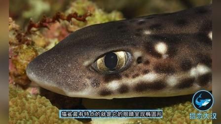 貓鯊魚