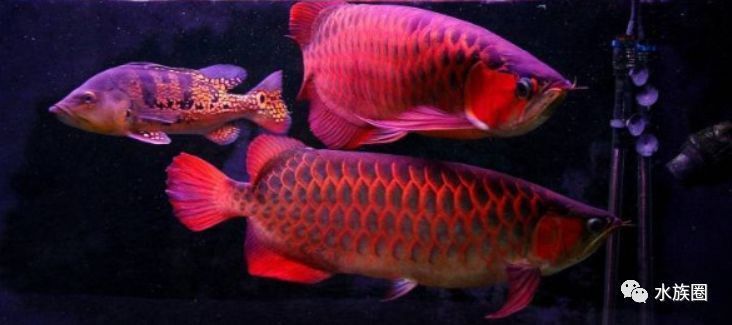 60的缸能養龍魚嗎