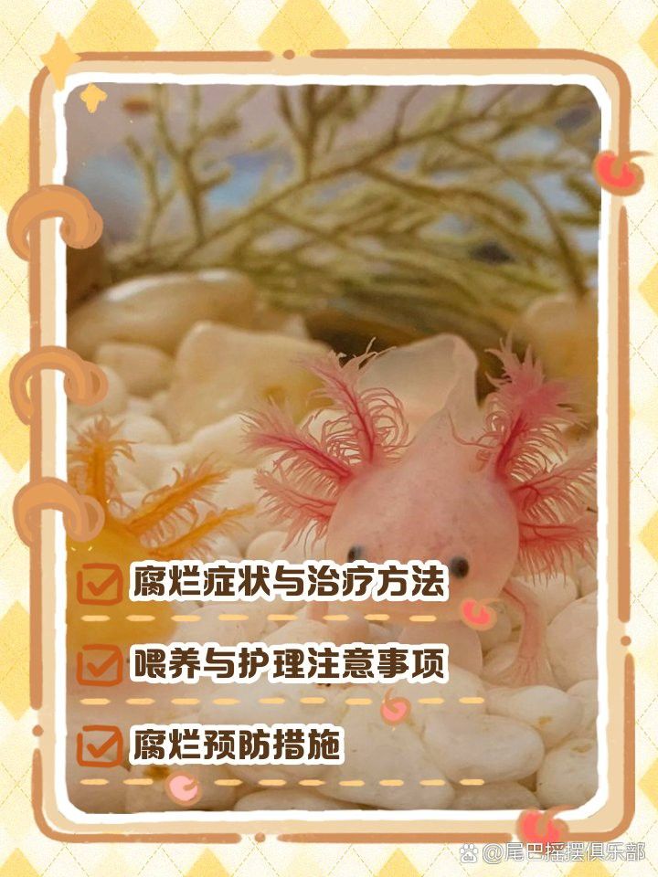 如何判斷六角恐龍魚是否腳部潰爛？
