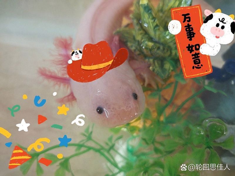 如何判斷六角恐龍魚是否腳部潰爛？