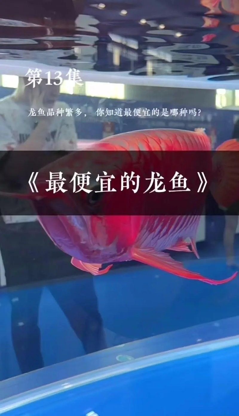 龍魚苗的價格一般是多少？