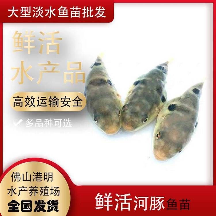 龍魚苗的價格一般是多少？