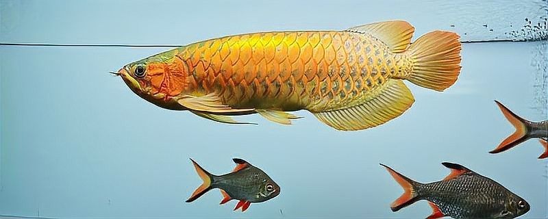 龍魚苗的價格一般是多少？