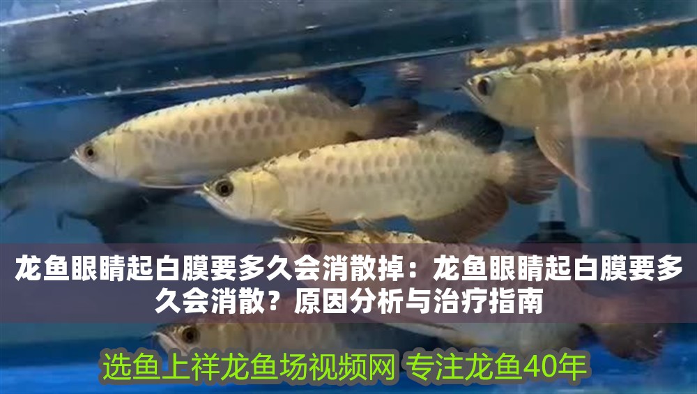 龍魚眼睛起白膜要多久會消散掉：龍魚眼睛起白膜要多久會消散？原因分析與治療指南