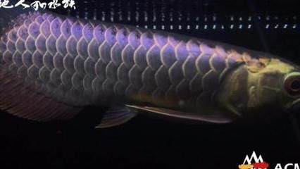 號半紅龍魚會發色嗎（如何判斷號半紅龍魚會發色？）