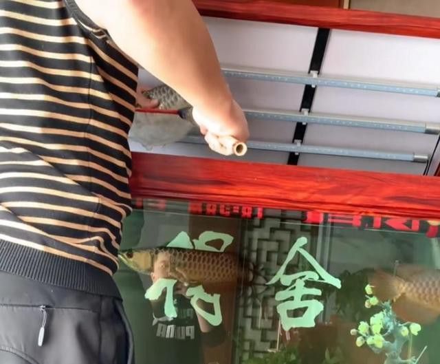 石家莊男子吃金龍魚