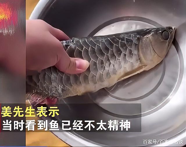 石家莊男子吃金龍魚