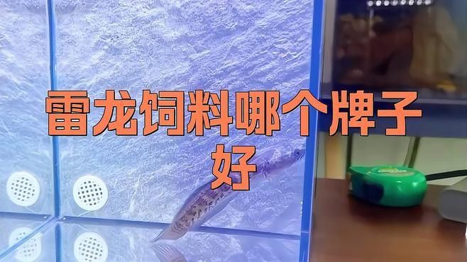 雷龍魚吃顆粒飼料