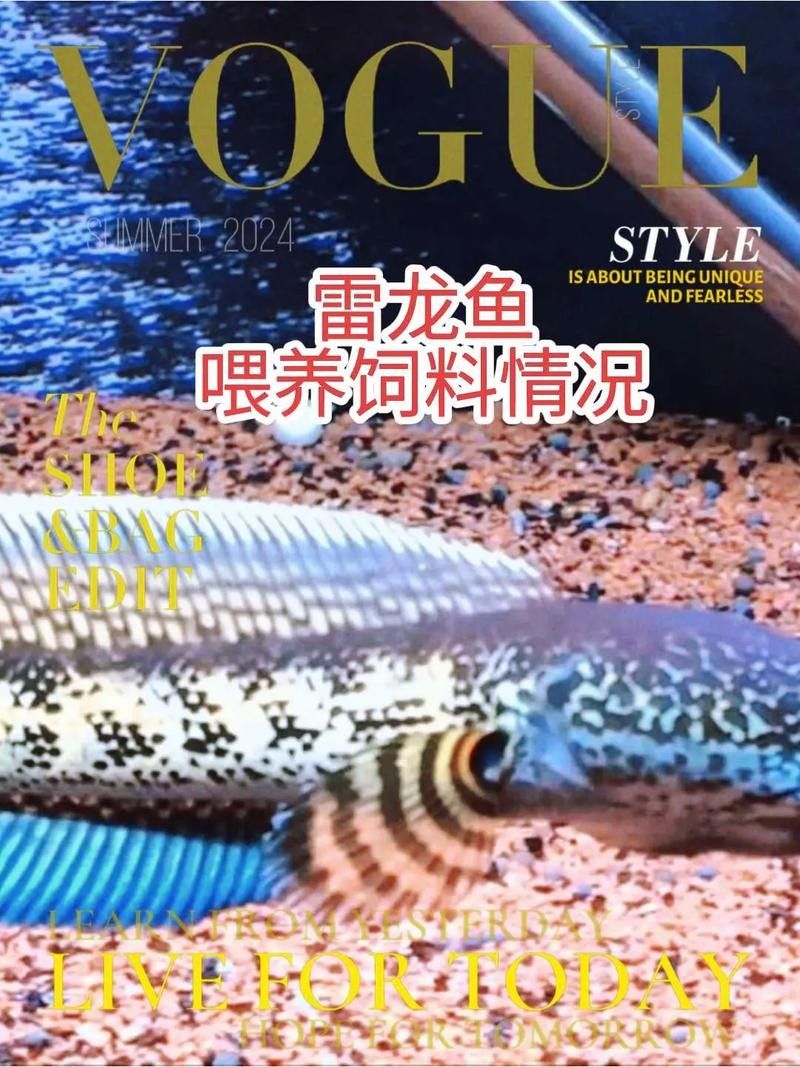 雷龍魚吃顆粒飼料