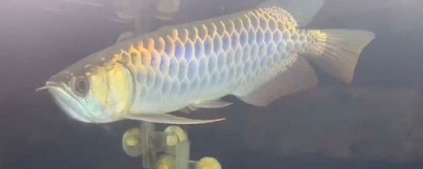 不成年的龍魚長什么樣（六角龍魚形態特征→maigoo百科）