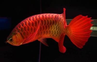 紅龍魚怎么區分產地（印尼紅龍魚與馬來紅龍魚區別）