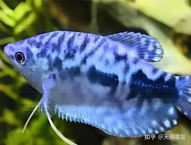 藍曼龍魚圖片