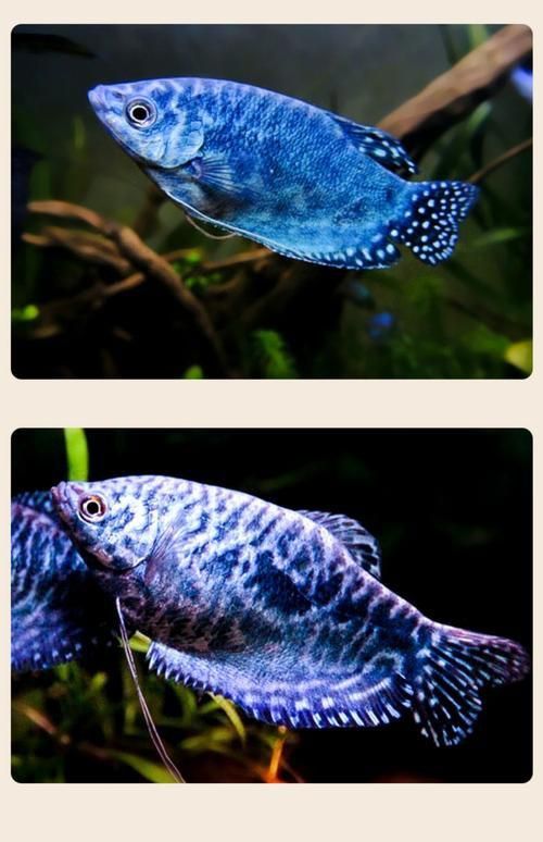 藍曼龍魚圖片