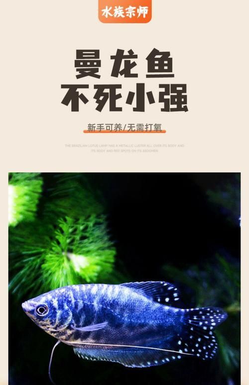 藍曼龍魚圖片