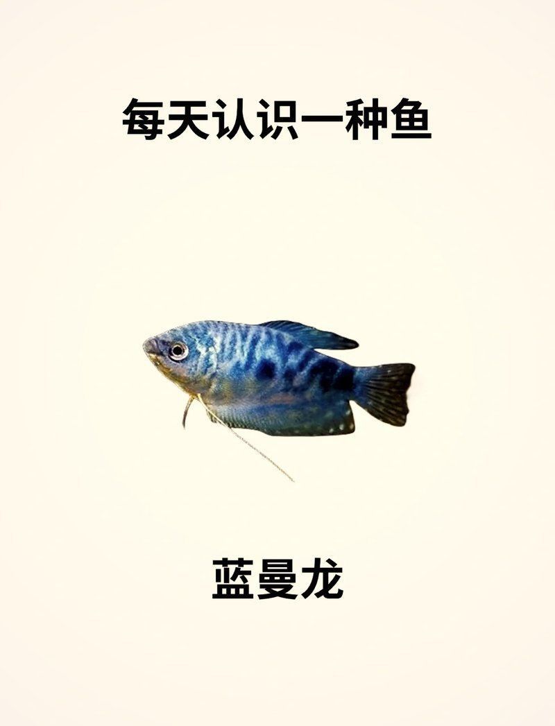 藍曼龍魚圖片