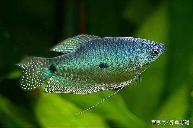 藍曼龍魚圖片