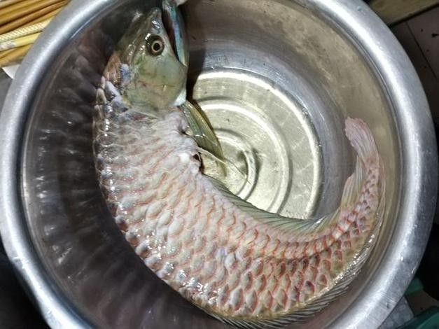 銀龍魚的做法大全家常做法圖片