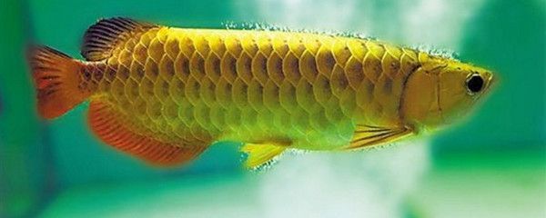 龍魚沒有刺嗎：龍魚并非完全無刺