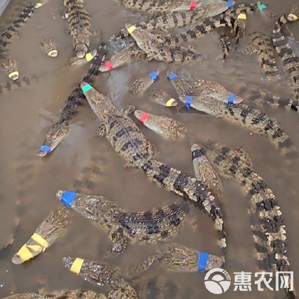 鱷魚恐龍王魚的價格是多少？