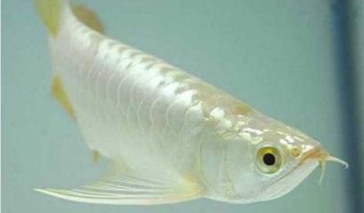 白龍魚是什么魚類的魚：白龍魚可以指代多種魚類，其中最為昂貴和獨特的當屬白金龍魚