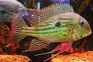 龍魚如何分辨鉆石眼（如何分辨龍魚是否具有鉆石眼）