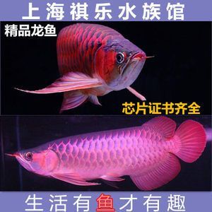 赤焰血麒麟龍魚飼養(yǎng)難度赤焰血麒麟龍魚是什么赤焰血麒麟龍魚：血麒麟羅漢魚是什么