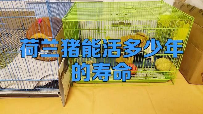 龍貓和荷蘭豬的壽命分別有多長？