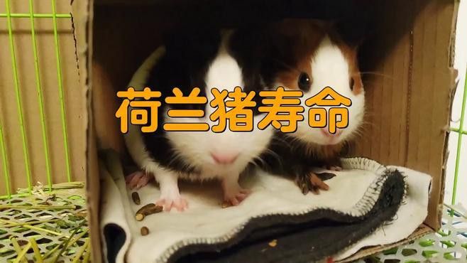 龍貓和荷蘭豬的壽命分別有多長？