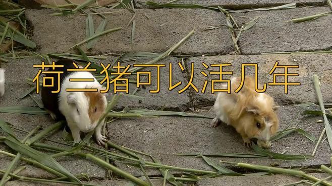 龍貓和荷蘭豬的壽命分別有多長？