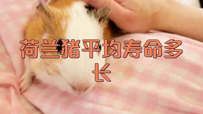 龍貓和荷蘭豬的壽命分別有多長？