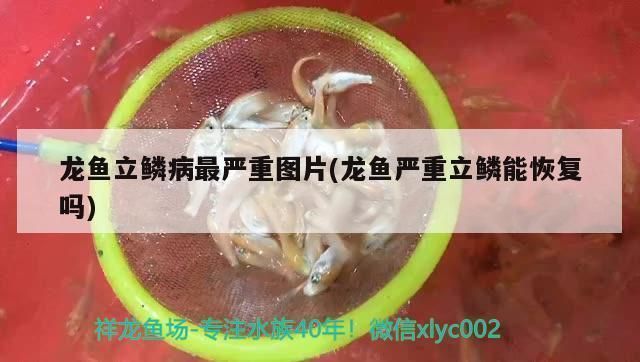 龍魚立鱗發黑能恢復嗎，龍魚立鱗發黑可以恢復嗎 龍魚立鱗發黑能恢復嗎，龍魚立鱗發黑可以恢復嗎 龍魚百科 第2張