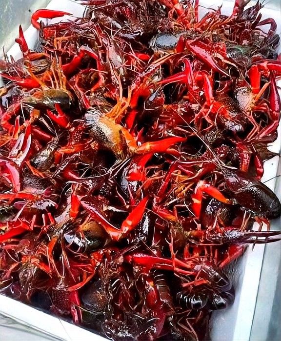 龍蝦的最佳食用季節