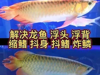 龍魚浮起來了怎么辦啊：龍魚浮頭的原因以及應對措施