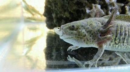 龍魚水溫度多少合適養：龍魚水溫過低的應對方法